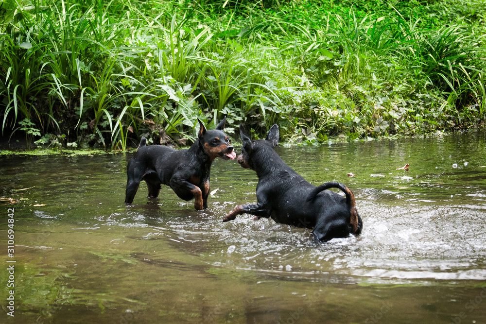 Two miniature pinscher dogs tease in a river Two miniature pinscher dogs tease in a river
