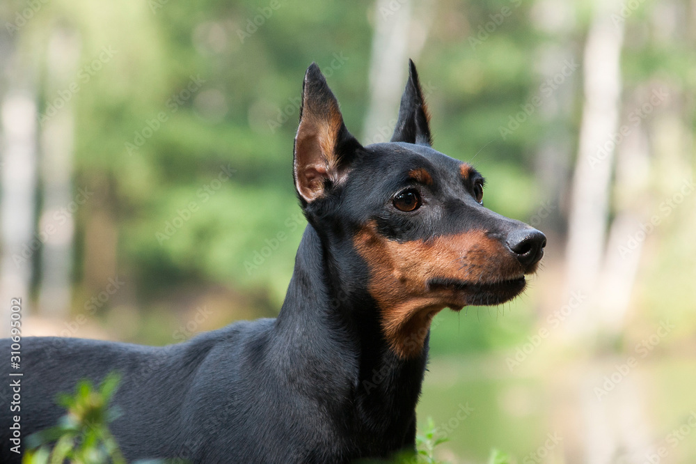 Miniature pinscher dog portrait on nature background Miniature pinscher dog portrait on nature background
