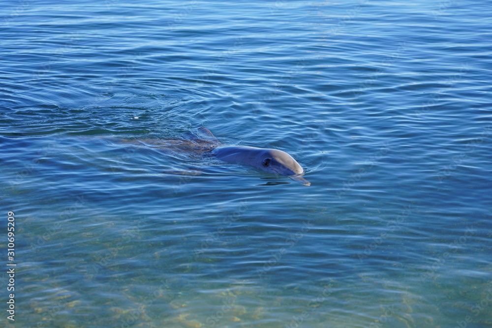 Naklejka premium A wild dolphin in the water in Shark Bay, Australia