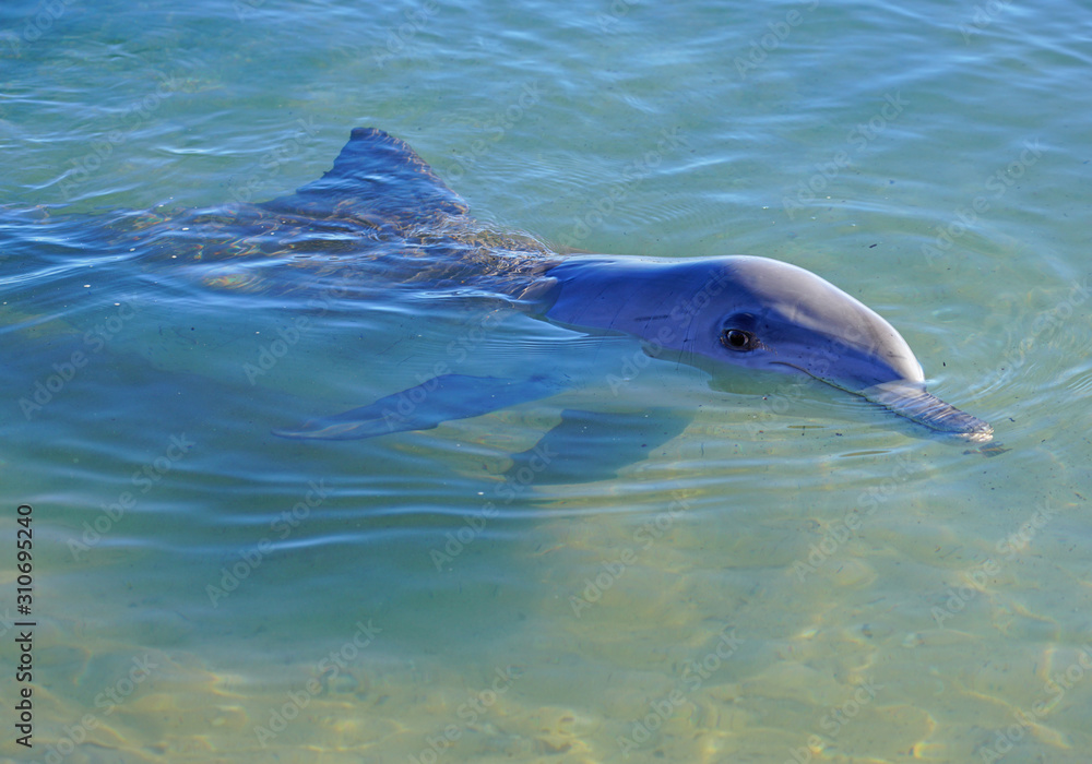 Obraz premium A wild dolphin in the water in Shark Bay, Australia