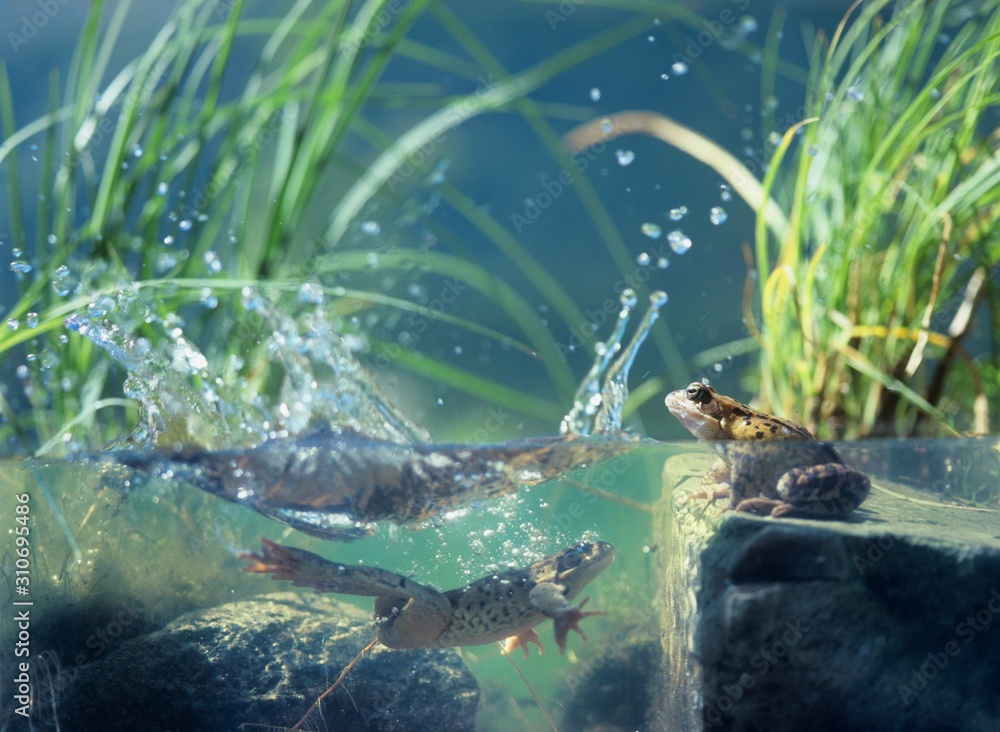 Obraz premium 13130028