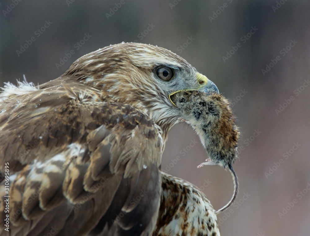 Obraz premium 13130004