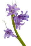 Flower of wild hyacinth, lat. Hyacinthoides hispanica, isolated on white background