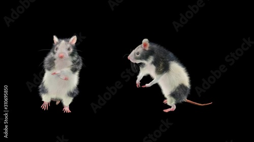 Rat Dance CG fur 3d rendering animal realistic CGI VFX composition 3d mapping cartoon, Animation Loop, With Alpha Channel photo