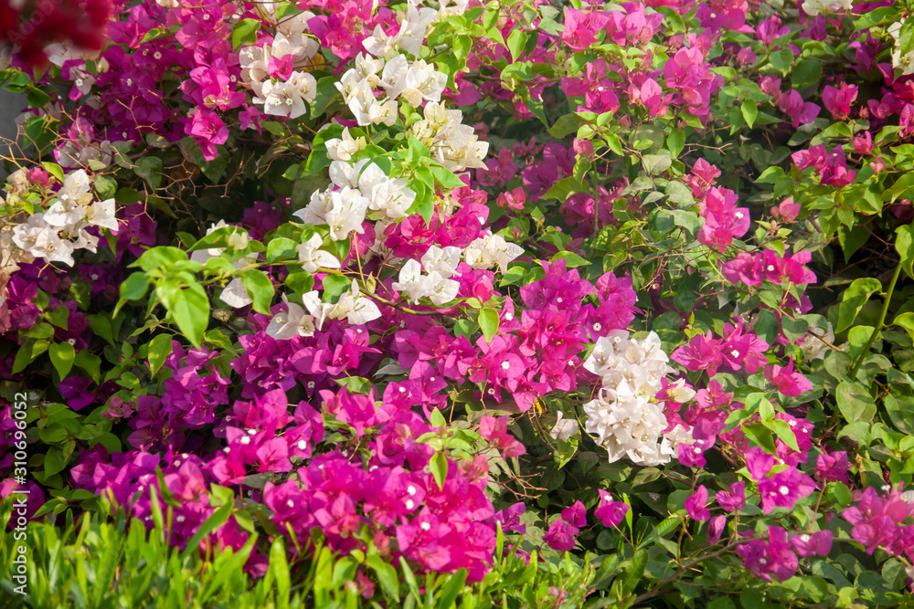 Bougainvillea