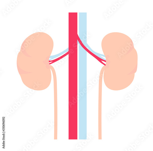 The kidney is the internal organ of human. Symbol of urology