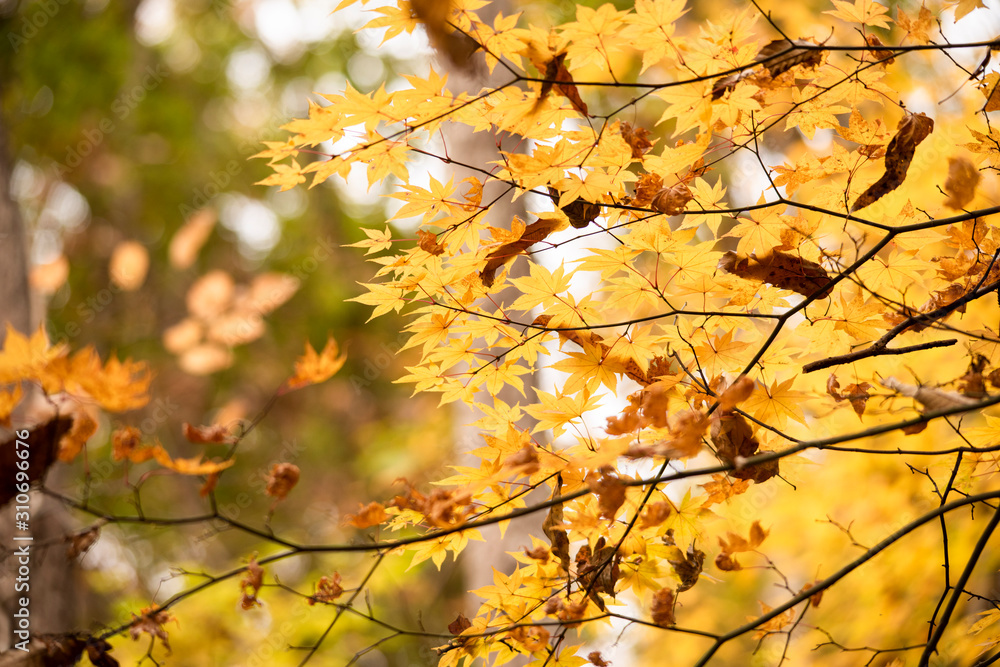 nature landscape forest nature landscape forest