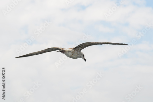 Seagull flying over Bosphorus Strait