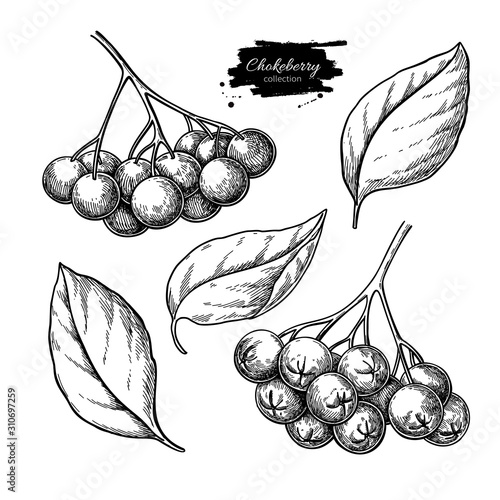 Chokeberry vector drawing. Hand drawn botanical branch with berries and leaves. photo