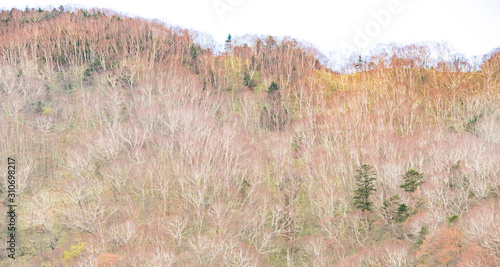 nature　maple　landscape