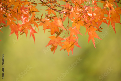 nature   maple   landscape