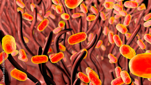 Photos Whooping cough bacteria Bordetella pertussis in respiratory tract, 3D illustrati