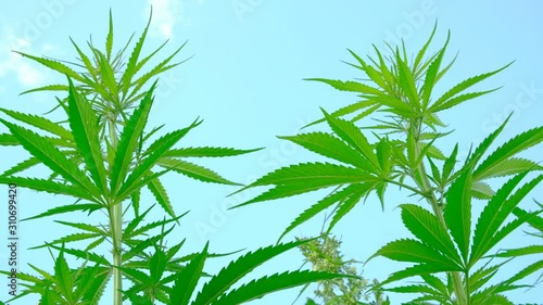 Legalization of cannabis. Wild hemp on a blue sky background. Industrial cultivation of marijuana. Plant nature. Useful properties, medical and scientific production of a plant.
