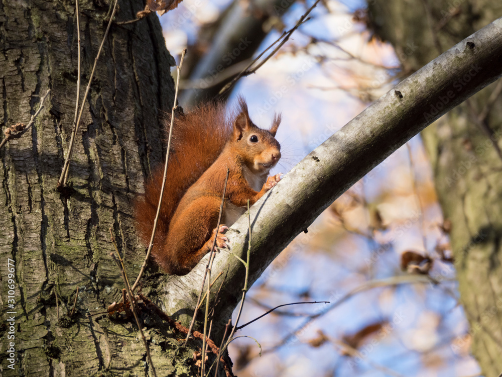 Ecureuil roux sur une branche Ecureuil roux sur une branche