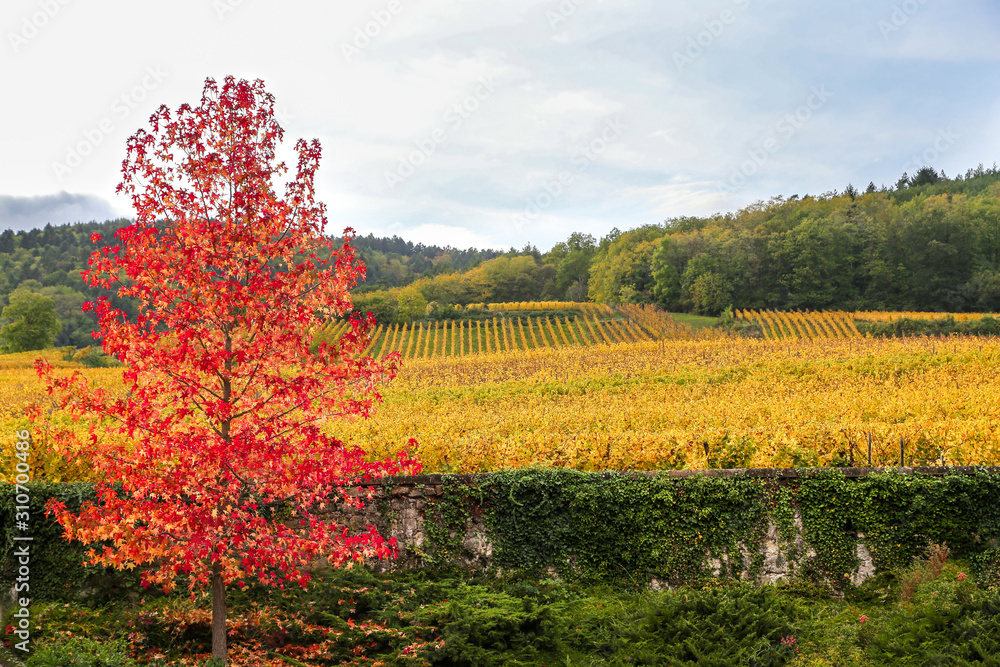 Fototapeta premium vignes d'alsace et érable