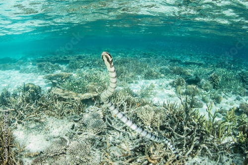 A Banded sea krait swims to the surface to breathe in Raja Ampat, Indonesia. This tropical region is likely the center for marine biodiversity and is a popular destination for divers and snorkelers.