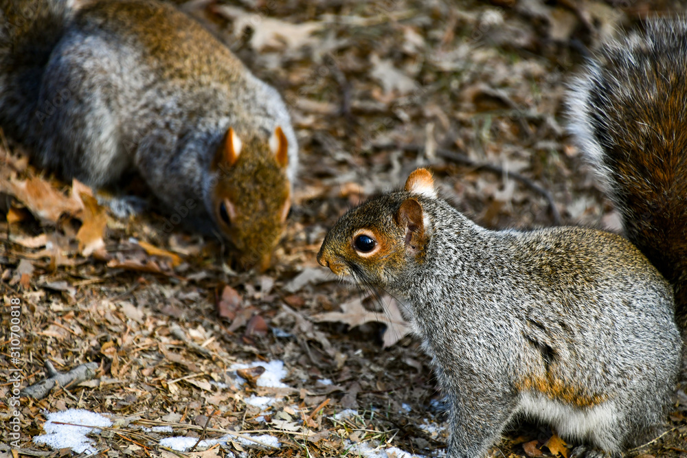Naklejka premium Two Squirrels At The Park