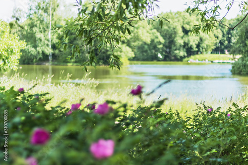 On a blurred background of greenery and flowers, the water surface of the lake in the park. Selective focus.