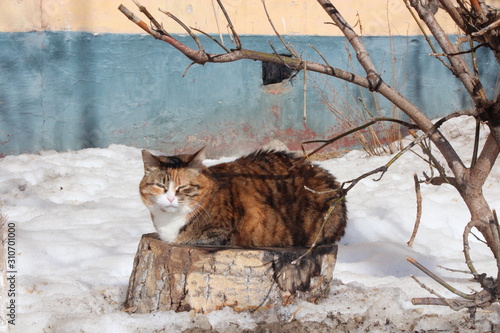 Fototapeta Naklejka Na Ścianę i Meble -  The cat sits on the stump in winter