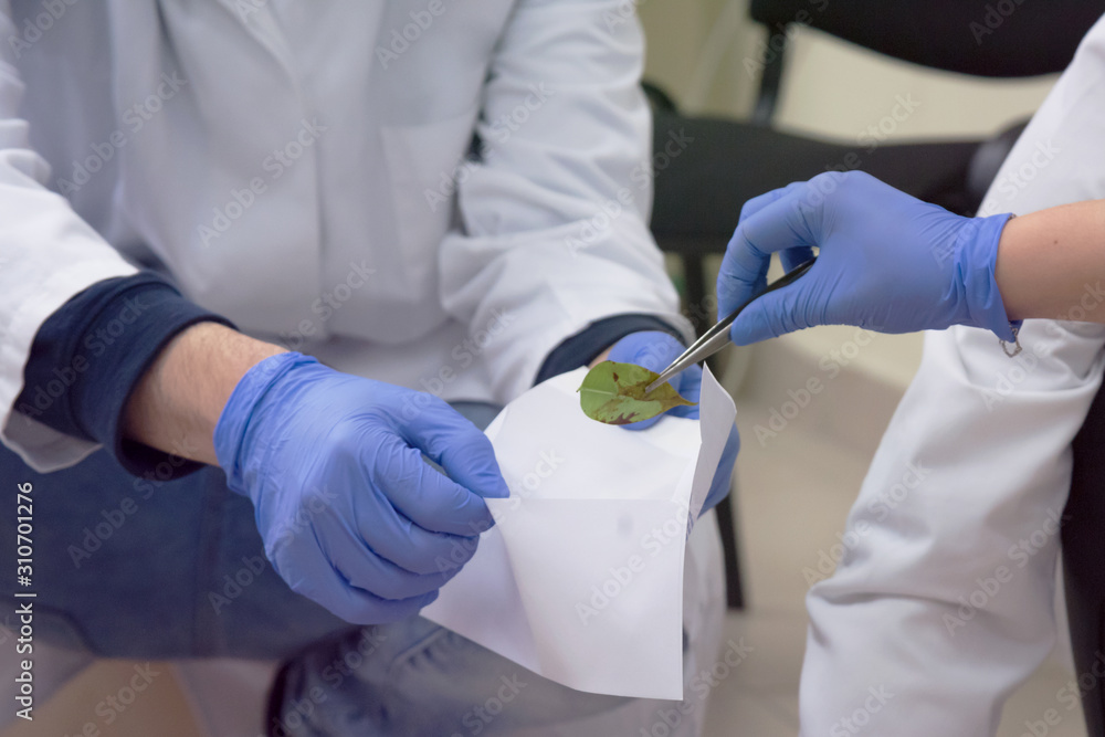 Forensic Technicians Taking DNA Sample From Blood Stain With Cotton ...