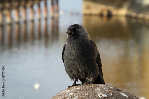 Portrait einer Dohle, Die Dohle ist eine Singvogelart und gehört zu den Raben