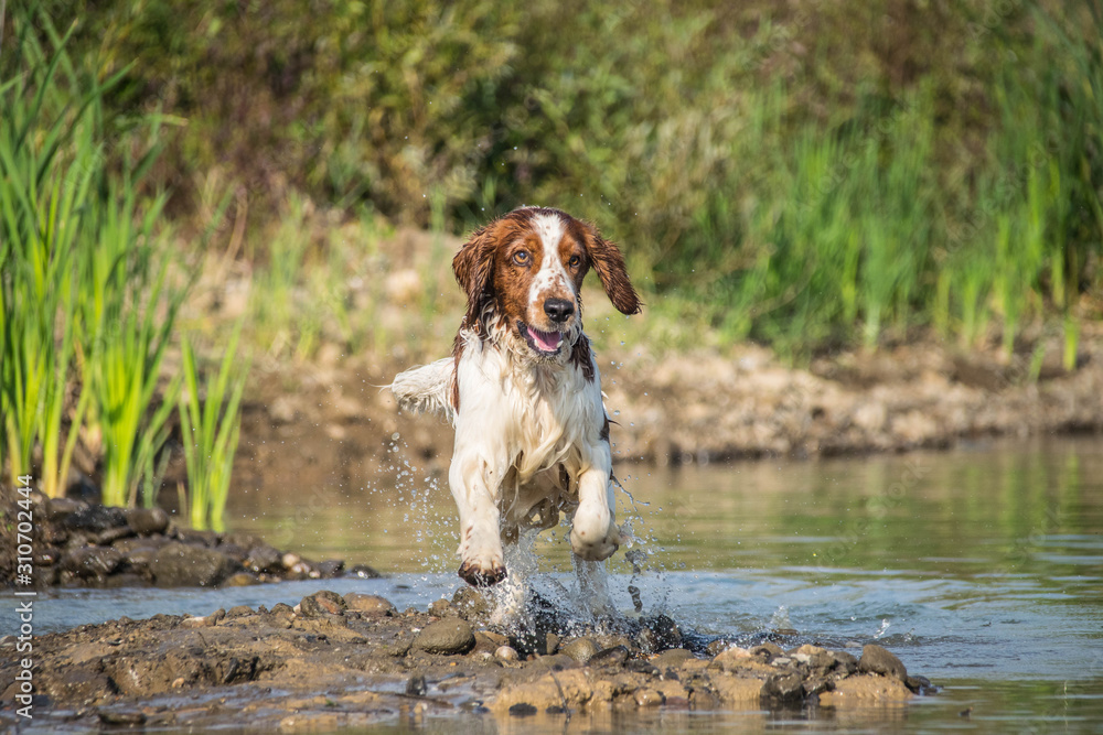 Springer Spaniel is running in the water. She wants ball in water. Autumn photoshooting in Prague. Springer Spaniel is running in the water. She wants ball in water. Autumn photoshooting in Prague.