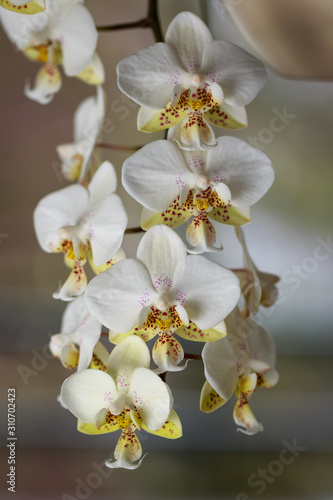 A flowering white orchid with spotted lip of the genus phalaenopsis  variety stuartiana  on blurred background. Home flowers