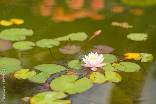 N  nuphar dans l   tang