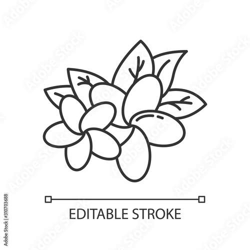Plumeria linear icon. Two exotic flowers. Flora of Indonesia. Tropical plant. Blossom of frangipani. Thin line illustration. Contour symbol. Vector isolated outline drawing. Editable stroke
