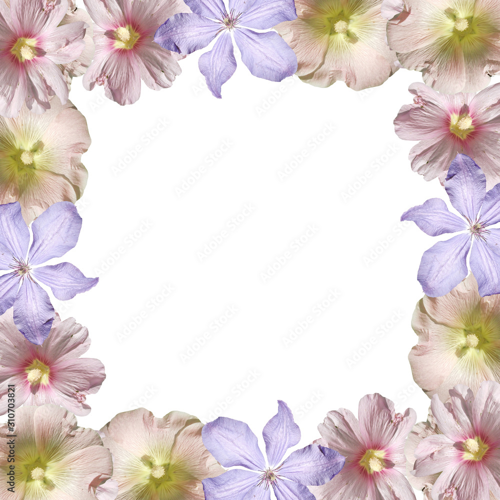 Beautiful floral background of clematis and mallow. Isolated
