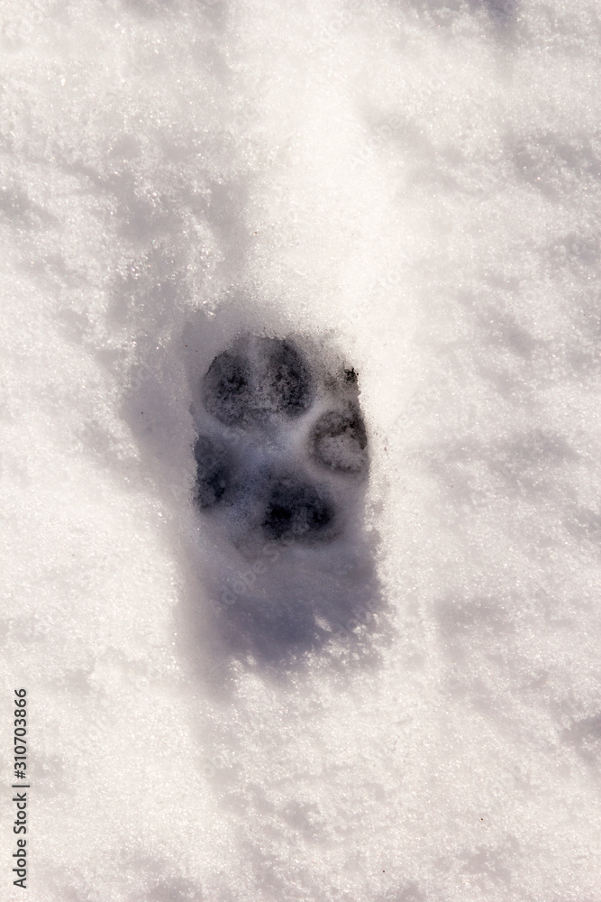 Animal tracks in snow - obrazy, fototapety, plakaty 