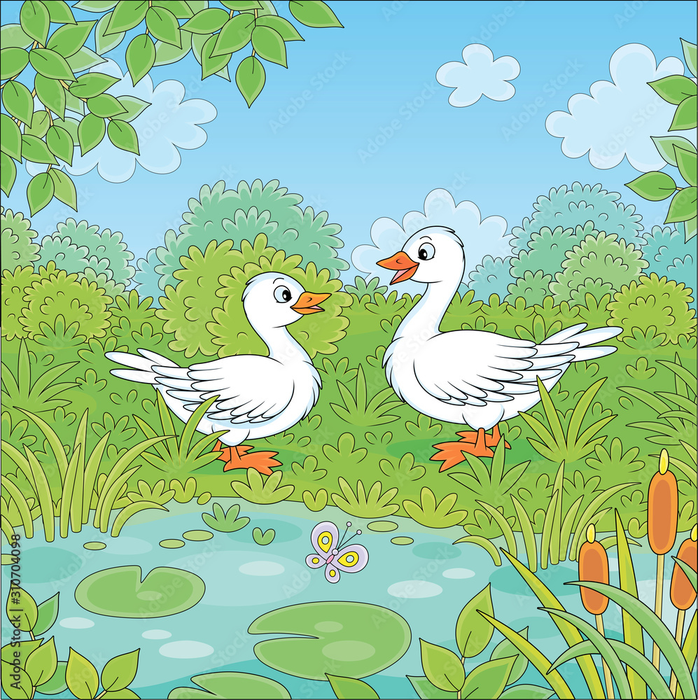 Wild white geese near a small blue lake on a green meadow on a beautiful summer day, vector cartoon illustration Wild white geese near a small blue lake on a green meadow on a beautiful summer day, vector cartoon illustration