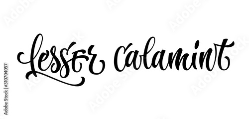 Lesser calamint - hand drawn spice label. Isolated calligraphy script style word. Vector lettering design element. Labels, shop design, cafe decore etc