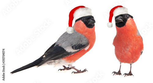 Two Eurasian Bullfinch, male, Pyrrhula pyrrhula, with santa hat. Isolated on white background