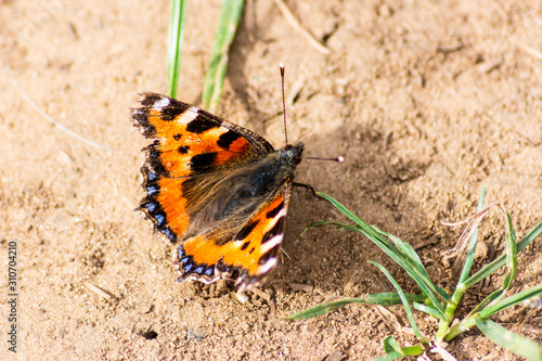 A small tortoiseshell butterfly Aglais urticae resting on some dry dusty ground with open wings and the odd leaf of grass visible
