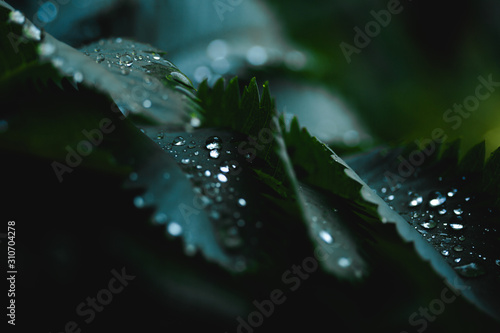 La rosée du matin sur les feuilles en clair obscur photo