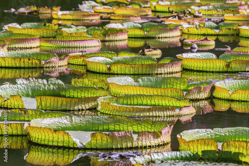 Big Green leaves of lotus in the swamp. City park. Shenzhen. China.