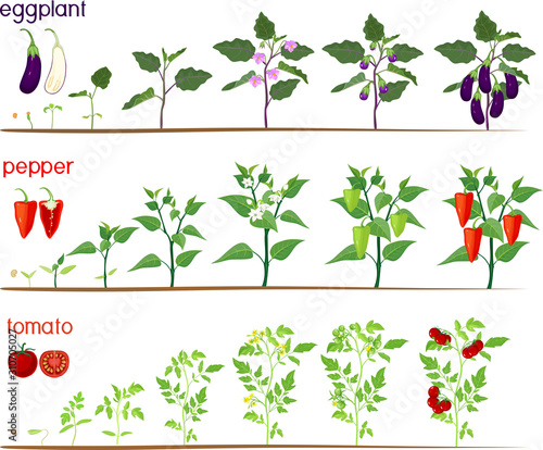 Set of life cycles of nightshade plants (pepper, tomato and eggplant). Stages of vegetable plant growth from seed and sprout to harvest isolated on white background