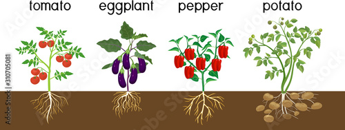 Different vegetable nightshade plants (pepper, tomato, potato and eggplant) with crop. General view of plant with root system