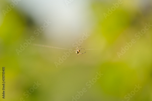 Araignée tissant sa toile photo