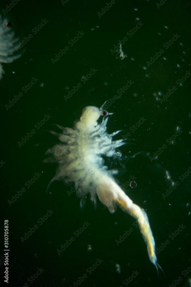 extremes Makro eines Artemia, Salzwasserkrebs, Makro von Kleinstlebewesen, Plankton