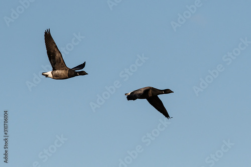 Brent Gooses in fly on a sky. Their Latin name is Branta bernicla.
