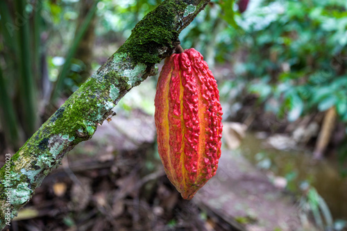 Cocoa bean, big. Chocolate production. In the garden. South America