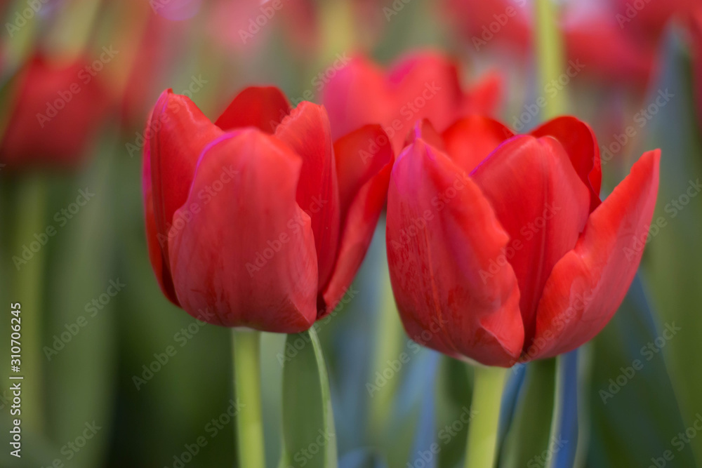 Beautiful red tulips in the garden. Beautiful flowers background. Selective Focus. Beautiful red tulips in the garden. Beautiful flowers background. Selective Focus.