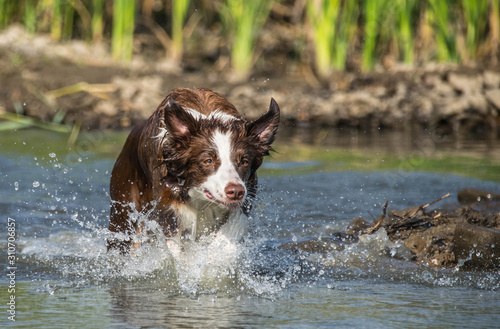 Brown border collie is running in the water. She wants ball in water. Autumn photoshooting in Prague.