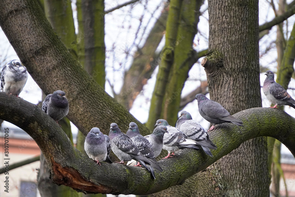 frowning pigeons sit on a tree branch in cold cloudy wet weather without food or water. hunger for birds in winter