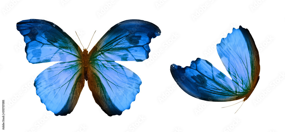 Obraz Color butterflies , isolated on white background