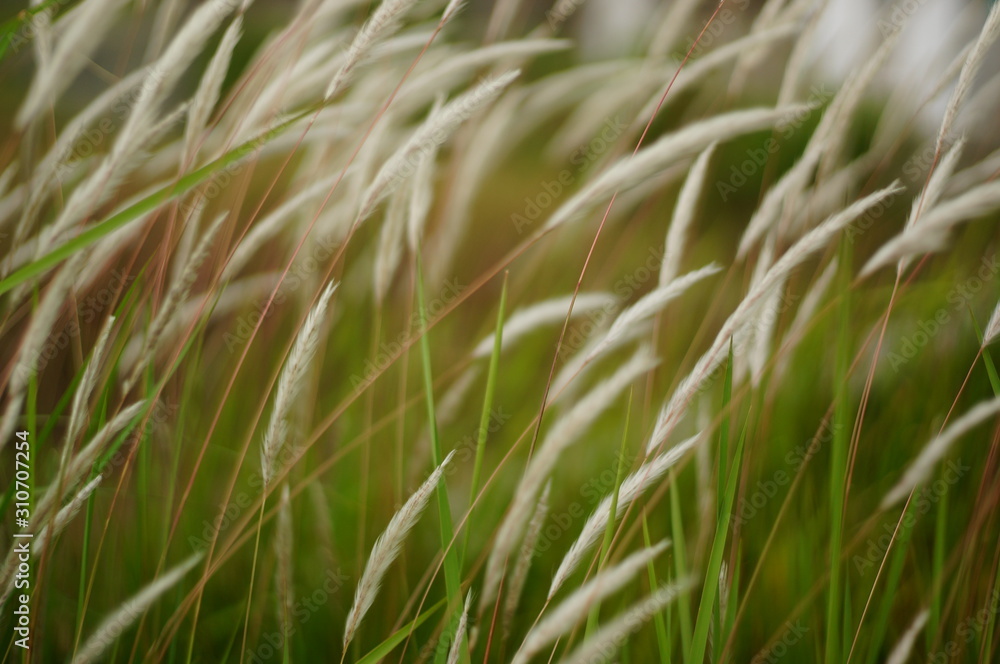 Sharp Reeds Reeds, weeds or weeds (Imperata cylindrica Raeusch.) Is a kind of sharp ...