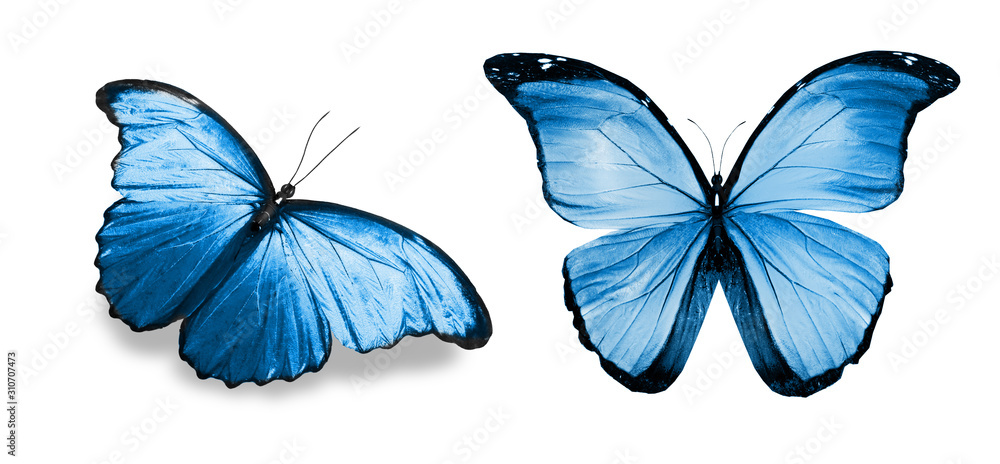 Obraz Color butterflies , isolated on white background