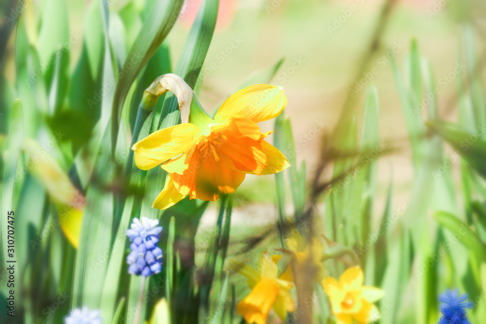 yellow daffodils blossomed in the garden. spring awakening of nature. yellow daffodils blossomed in the garden. spring awakening of nature.